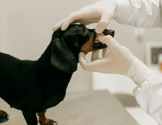 pet sitting Nice garde d'animaux balade chat chien vétérinaire